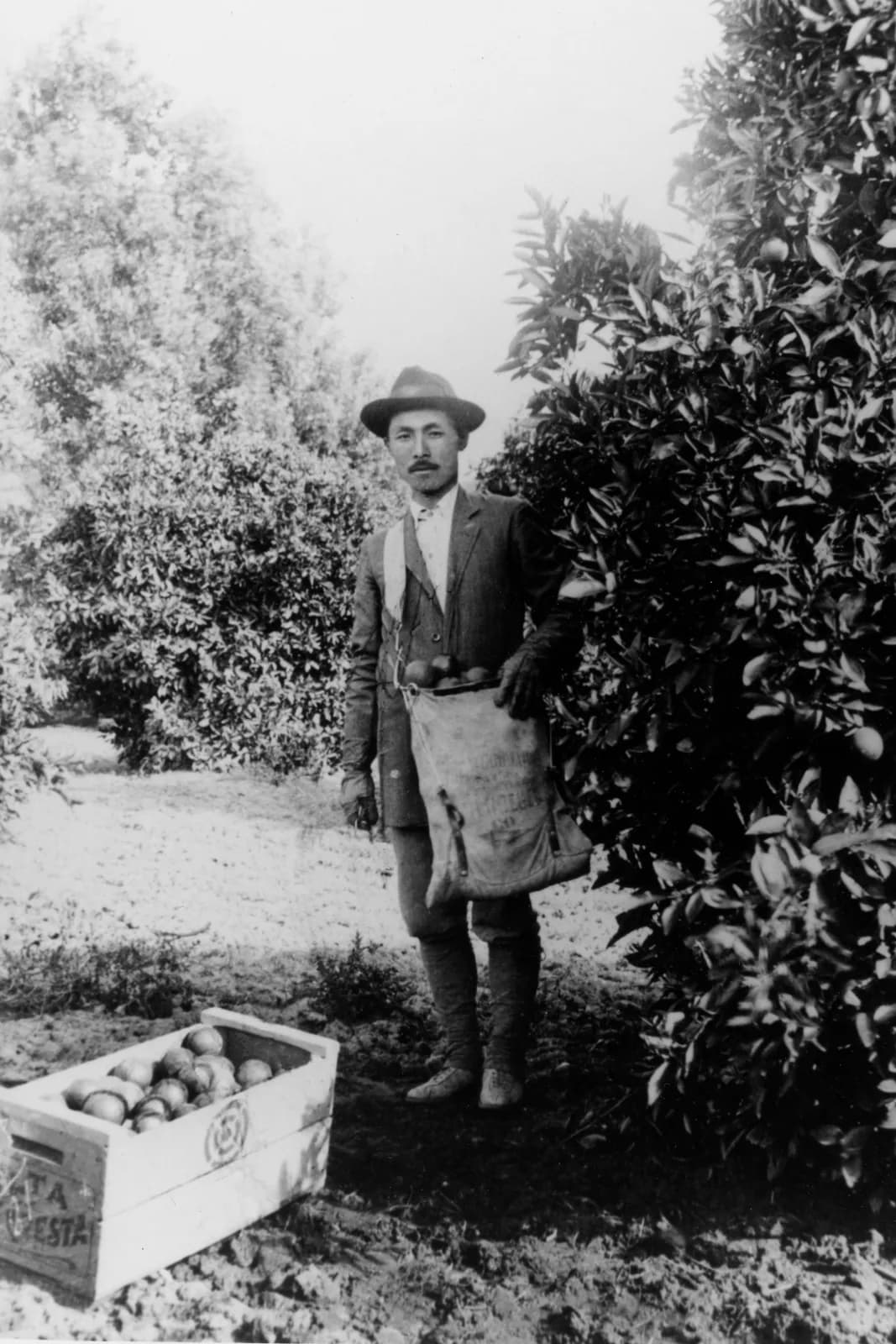 A man in a hat, jacket and tie standing beside an orange tree with a canvas picking bag at his waist and a crate of oranges on the ground